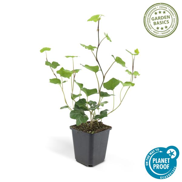 Großblättriger Irischer Efeu - Hedera Hibernica - ↕10-25cm - Ø9cm - 40 Stück