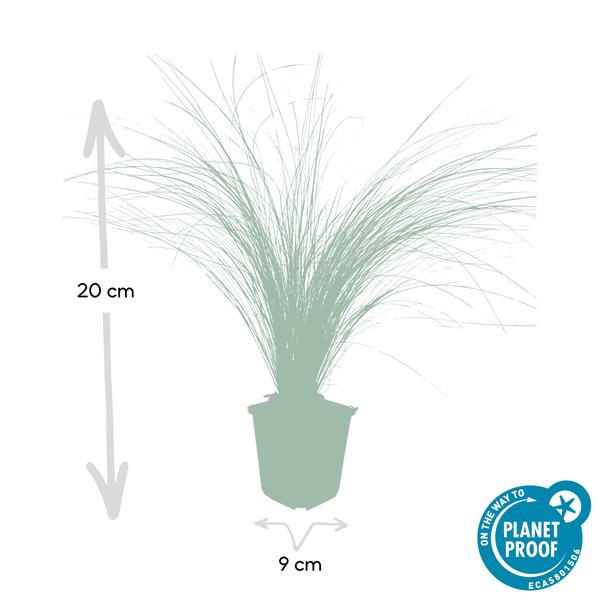 Stipa tenuissima 'Pferdeschwänze' – 40 Pflanzen – Federgras – Ziergras – Luftig & Graziles Gras – Blüht Mai–September – Sonniger Standort