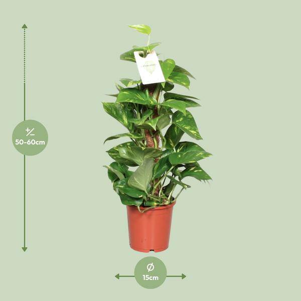 Efeutute Epipremnum Scindapsus Pinnatum â Goldene Efeutute am Moosstock â Zimmerpflanze Ă15cm â60cm â Herzförmige BlĂ€tter â Pflegeleichte Rankpflanze fĂŒr Wohnzimmer, BĂŒro & InnenrĂ€umeÂ