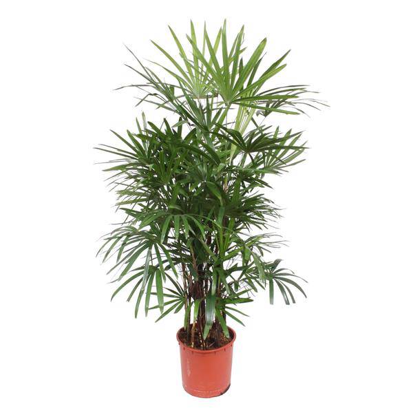 Steckenpalme – Rhapis Excelsa – Zimmerpflanze 190cm – Ø34cm – Pflegeleichte Damenpalme für Wohnzimmer, Büro & Wintergarten – Luftreinigende Palme