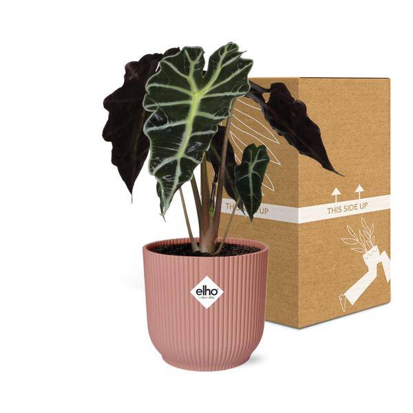 Elefantenohr Alocasia Polly – Zimmerpflanze inkl. Ziertopf Vibes Fold Rosa Ø14cm – Tropische Grünpflanze mit auffälligen Blättern – Luftreinigend & dekorativ – Für Wohnzimmer & Büro