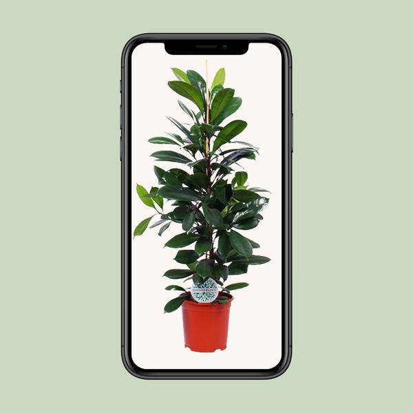 Gummibaum - Ficus Cyathistipula - Zimmerpflanze - Ø21cm - ↕105cm