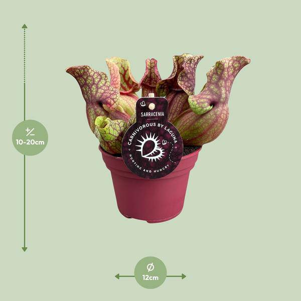 Schlauchpflanze Sarracenia Venosa – Kannenpflanze – Zimmerpflanze – Ø12cm Topf – ca. 20cm – Pflegeleicht & Exotisch