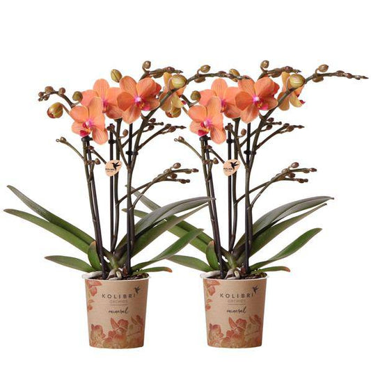 Phalaenopsis Orchideen Orange - Bozen - Topfgröße Ø9cm - blühende Zimmerpflanze - 2 Stück
