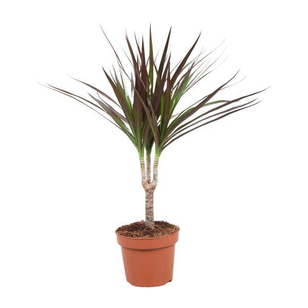 Drachenbaum - Dracaena Magenta - Zimmerpflanze - Ø12cm - ↕50cm