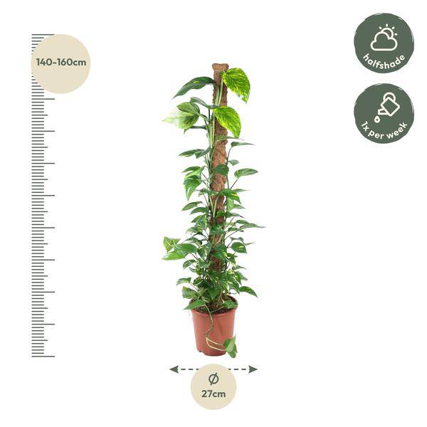 Efeutute - Epipremnum Pinnatum Moosstock - Zimmerpflanze - 150 cm - ø27cm