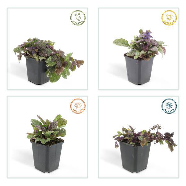 Kriechender Günsel - Ajuga reptans 'Burgundy Glow' - ↕10-25cm - Ø9cm - 6 Stück