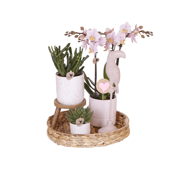 Pflanzenset Vintage Pink - Grünpflanzen mit pinker Phalaenopsis Orchidee im Vintage Pink Ziertopf und Zubehör