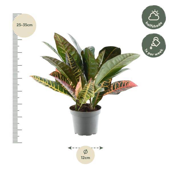 Codiaeum variegatum 'Petra' – Wunderstrauch – Buntblättrige Zimmerpflanze – Exotische Dekopflanze – Pflegeleicht – ↕30cm – Ø12cm