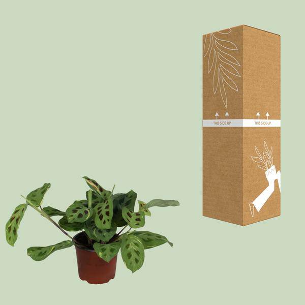 Pfeilwurz - Maranta Leuconeura Fascinator Variegata - Zimmerpflanze - Ø12cm - ↕30cm