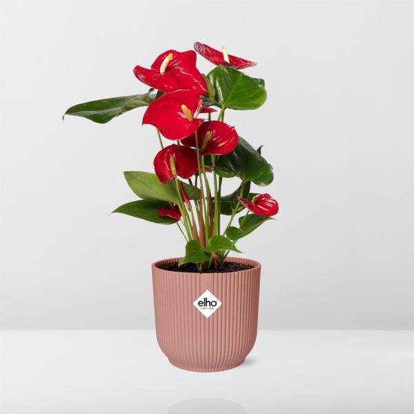 Flamingoblume - Anthurium Rot - 12cm Zimmerpflanze + Topf Vibes Fold 14cm Rosa