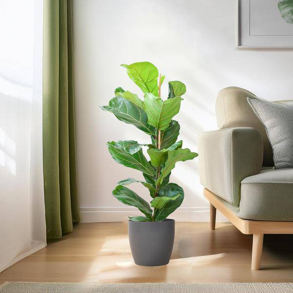 Ficus Lyrata – Geigen-Feige – Zimmerpflanze – 80 cm – Ø21 cm – inkl. Topf Viber Grau – Große Blätter, pflegeleicht, dekorativ