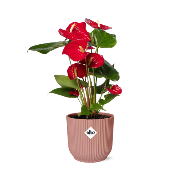 Flamingoblume Anthurium Rot – 12cm Zimmerpflanze inkl. Ziertopf Vibes Fold Rosa Ø14cm – Tropische Pflanze mit roten Blüten – Luftreinigend & pflegeleicht – Für Wohnzimmer & Büro