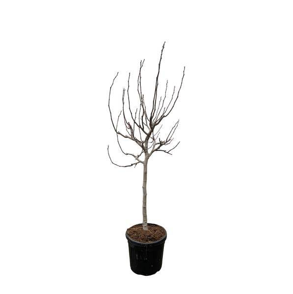 Echte Feige - Ficus Carica - 225 cm - ø40cm