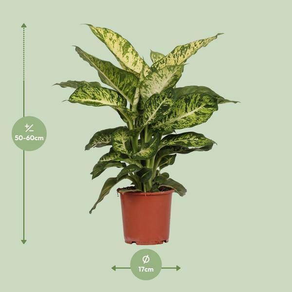 Dieffenbachia Mars – Ø17cm x H50cm – Tropische Zimmerpflanze mit dekorativen Blättern – Pflegeleicht & luftreinigend – Für Halbschatten