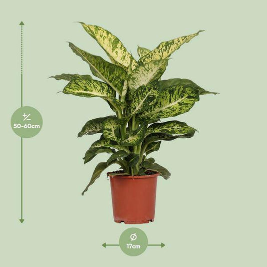 Dieffenbachia Mars – Ø17cm x H50cm – Tropische Zimmerpflanze mit dekorativen Blättern – Pflegeleicht & luftreinigend – Für Halbschatten