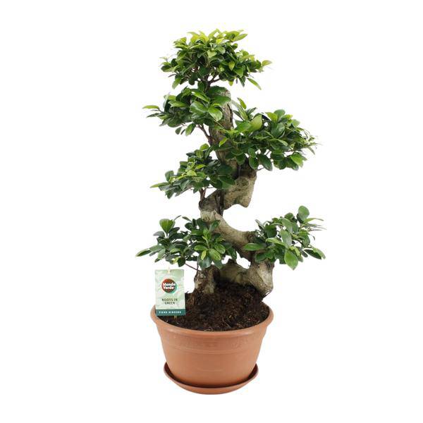 Chinesische Feige – Ficus Ginseng – Zimmerpflanze Ø27cm – Höhe ca. 70cm – Pflegeleichter Bonsai-Ficus mit dekorativen Wurzeln – Ideal für Wohnzimmer & Büro
