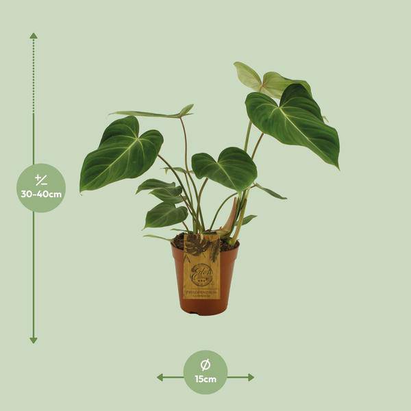 Baumfreund - Philodendron Gloriosum - Zimmerpflanze - Ø15cm - ↕40cm