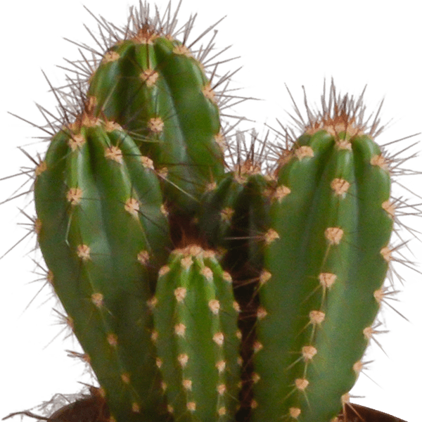 Kaktus - Cereus Mix - Zimmerpflanze - 10,5 cm - 3 Stück