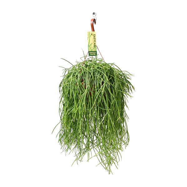 Korallenkaktus - Rhipsalis Baccifera Shaferi - Ø21cm - ↕60cm