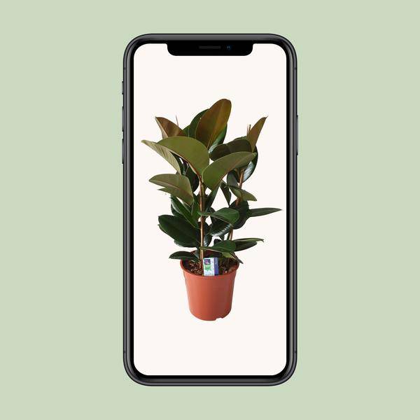 Gummibaum - Ficus Elastica Robusta - Zimmerpflanze - Ø27cm - ↕80cm