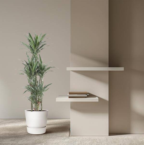 Drachenbaum - Dracaena Warneckei Karussell - Zimmerpflanze - 140 cm - ø31cm