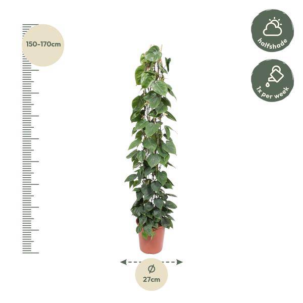 Baumfreund - Philodendron Scandens - Zimmerpflanze - 160cm - ø27cm