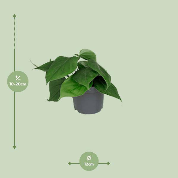 Philodendron Scandens – Baumfreund – Zimmerpflanze – Ø12cm Topf – ↕15–20cm Höhe – Pflegeleicht – Luftreinigend – Halbschatten – Grünpflanze für Zuhause & Büro
