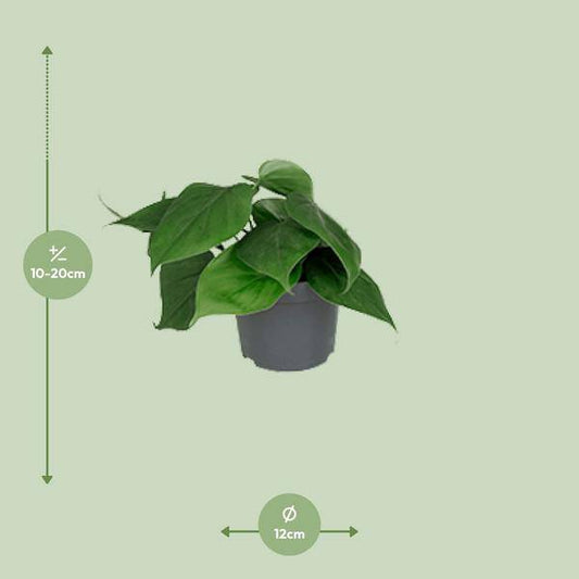 Philodendron Scandens – Baumfreund – Zimmerpflanze – Ø12cm Topf – ↕15–20cm Höhe – Pflegeleicht – Luftreinigend – Halbschatten – Grünpflanze für Zuhause & Büro
