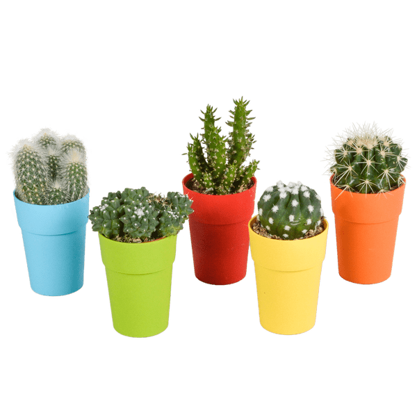 Kaktus - Mix - 5,5 cm - 5 Stück - Zimmerpflanze - im Topf mit Klee