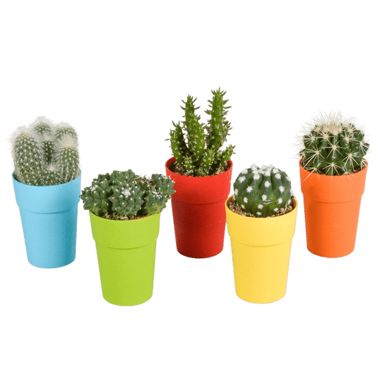 Kaktus - Mix - 5,5 cm - 5 Stück - Zimmerpflanze - im Topf mit Klee