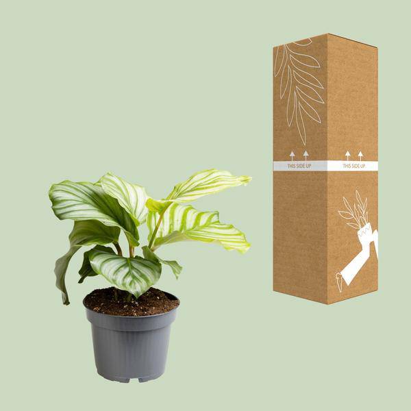 Korbmarante - Calathea Orbifolia - Zimmerpflanze - Ø12cm - ↕25cm