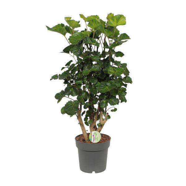 Fiederaralie - Polyscias Lemon - Zimmerpflanze - Ø19cm - ↕65cm