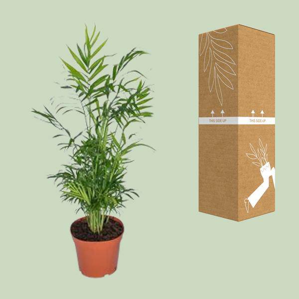 Mexikanische Bergpalme – Chamaedorea Elegans – Ø17cm x H55cm – Pflegeleichte Zimmerpalme – Für Halbschatten – Luftreinigend – Im Pflanztopf – Direkt aus der Gärtnerei