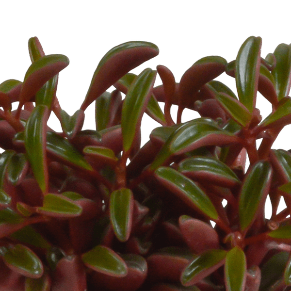 Rotblättriger Zwergpfeffer - Peperomia graveolens