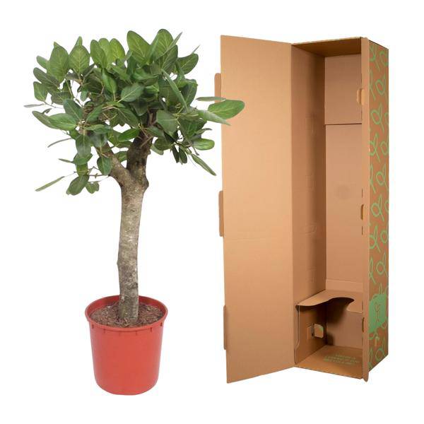 Banyan-Feige - Ficus Benghalensis - 150cm - ø34cm