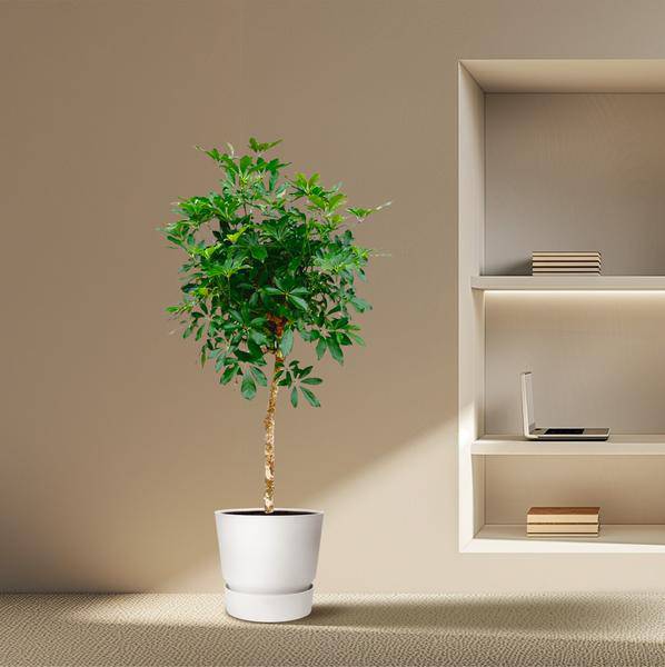 Strahlenaralie - Schefflera auf Stiel - Zimmerpflanze - 170cm - ø35cm