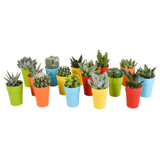 Sukkulenten Kaktus - Mix - 5,5 cm - 15 Stück - in Topf