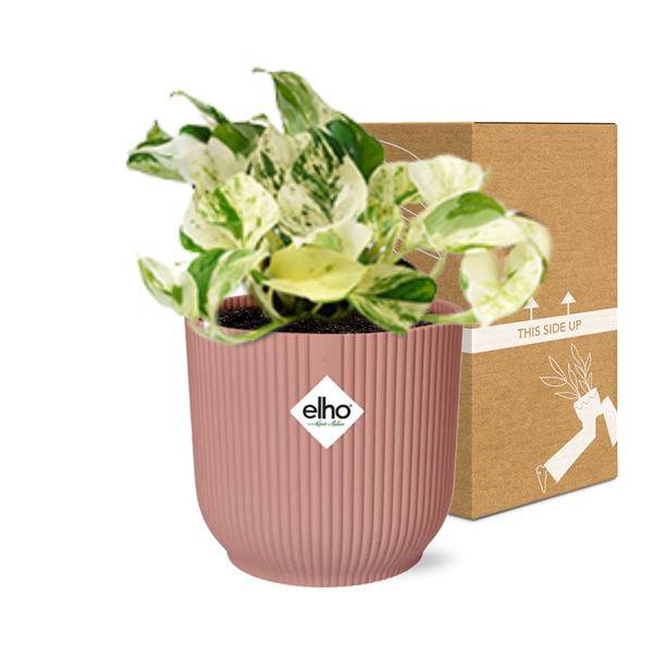 Efeutute - Epipremnum Pinnatum Happy Leaf - Zimmerpflanze + Topf Vibes Fold 14cm Rosa