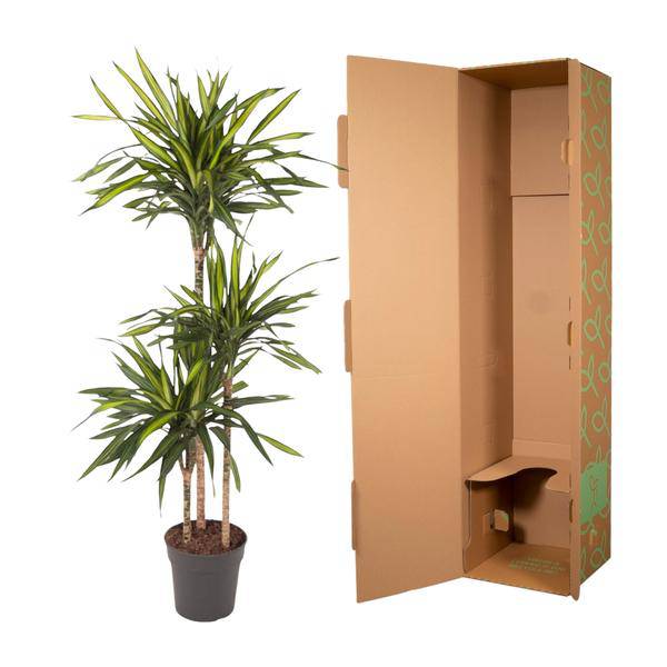 Drachenbaum - Dracaena Riki - Zimmerpflanze - 140cm - ø24cm