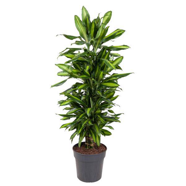 Drachenbaum - Dracaena Cintho - Zimmerpflanze - 120 cm - ø27cm