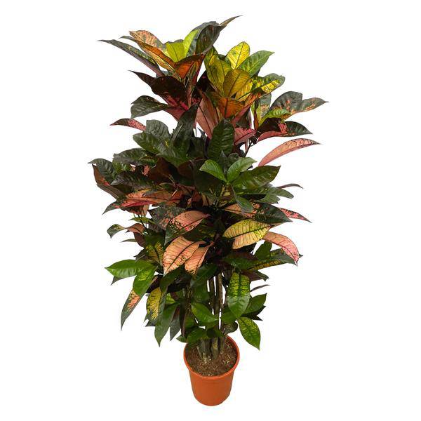 Codiaeum Croton Iceton – Wunderstrauch – Bunte Zimmerpflanze mit Farbspiel – Exotische Blätter – Ø24cm – ↕120cm