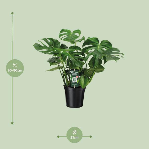 Monstera Deliciosa – Köstliches Fensterblatt – Zimmerpflanze – Ø21cm ↕65cm – Tropisches Flair – Pflegeleicht – Luftreinigend – Indoor Grünpflanze