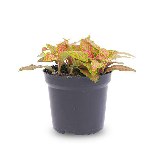 Fittonia Orange - Pink - Ruby Lime - Mosaikpflanze - Topfgröße 8