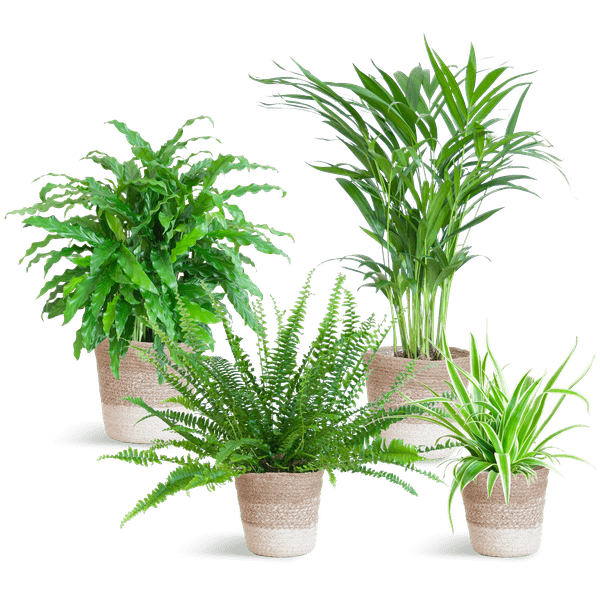 Haustierfreundliches Zimmerpflanzen-Set 4er – Sicher für Hunde & Katzen – Inklusive nachhaltigem Jute-Pflanzenkorb – Krulvaren Green Lady, Calathea Rufibarba, Goldpalme, Graslilie