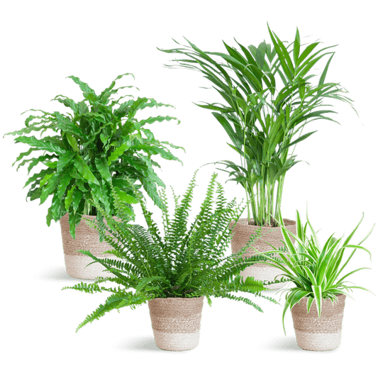 Haustierfreundliches Zimmerpflanzen-Set 4er – Sicher für Hunde & Katzen – Inklusive nachhaltigem Jute-Pflanzenkorb – Krulvaren Green Lady, Calathea Rufibarba, Goldpalme, Graslilie