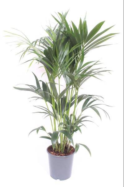 Kentia-Palme - Howea Forsteriana - Zimmerpflanze -Ø24cm - ↕120cm