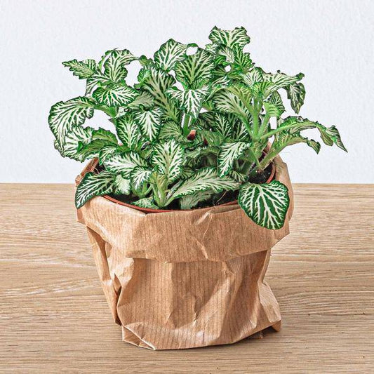 Flaschengarten Ficus Ginseng Bonsai – Nachfüllpackung & Starter Kit – DIY Pflanzenterrarium Set – Komplettset mit Terrarienpflanzen, Aktivkohle & Zubehör – Mini-Ökosystem zum Selberbauen