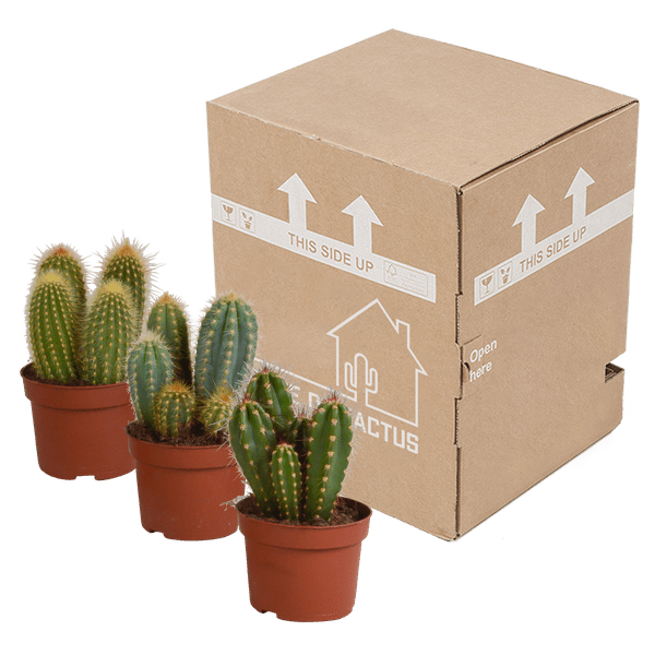 Kaktus - Cereus Mix - Zimmerpflanze - 10,5 cm - 3 Stück