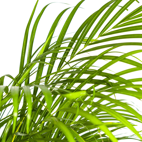 Dypsis Areca Lutescens - Goldfruchtpalme - Zimmerpflanze - Ø24cm - ↕120-140cm